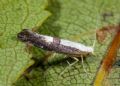 Argyresthia spinosella